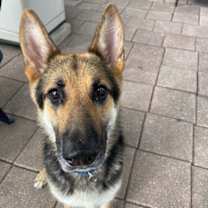 Thumbnail photo of Frida #2