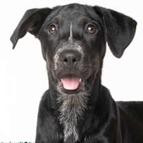 Thumbnail photo of Willow - F #1