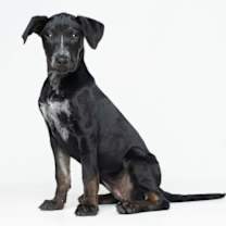 Thumbnail photo of Willow - F #2