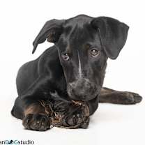 Thumbnail photo of Willow - F #3