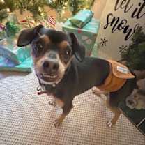 Thumbnail photo of Pepper #2