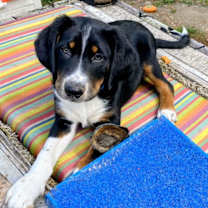 Thumbnail photo of D126 Litter Labatt (Adopted) #2