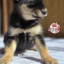 Thumbnail photo of Blueberry #4