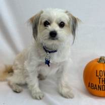 Thumbnail photo of Kitten #1