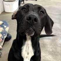 Thumbnail photo of A SAM #1