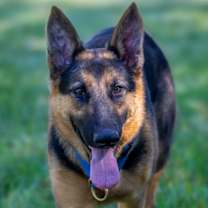 Thumbnail photo of Ziva #2