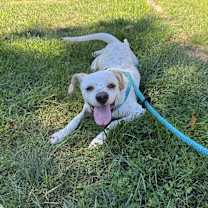 Thumbnail photo of GOOSE #3