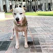 Thumbnail photo of Bambi #1