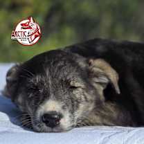 Thumbnail photo of Goldrun #4