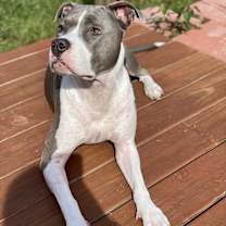 Thumbnail photo of Sophia #1