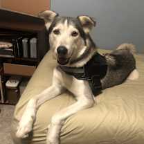 Thumbnail photo of Loki #1