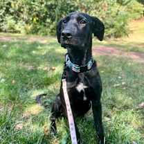 Thumbnail photo of THE MAGNIFICENT SEVEN- NYX  #1