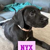 Thumbnail photo of THE MAGNIFICENT SEVEN- NYX  #2