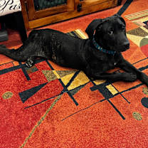 Thumbnail photo of THE MAGNIFICENT SEVEN- NYX  #3