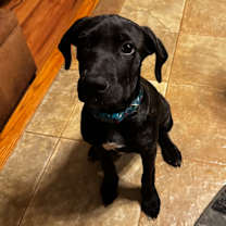 Thumbnail photo of THE MAGNIFICENT SEVEN- NYX  #4