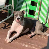 Thumbnail photo of Sophia #3