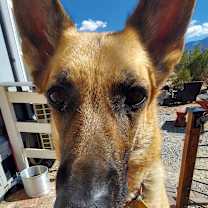 Thumbnail photo of Willow #1