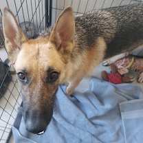 Thumbnail photo of Willow #3