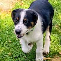 Thumbnail photo of D126 Litter JJ (Pending Adoption) #2