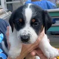 Thumbnail photo of D126 Litter JJ (Pending Adoption) #3