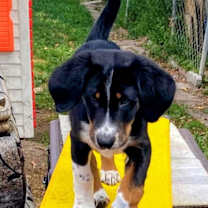 Thumbnail photo of D126 Litter Labatt (Adopted) #3