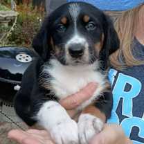 Thumbnail photo of D126 Litter Labatt (Adopted) #4