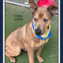 Thumbnail photo of LUNA #3