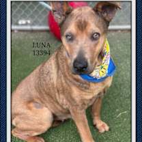 Thumbnail photo of LUNA #4