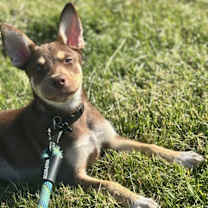 Thumbnail photo of Remmy #2