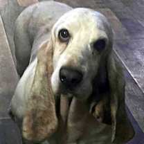 Thumbnail photo of SCOUT #3