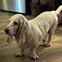 Thumbnail photo of SCOUT #4