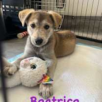 adopt-pet