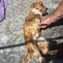 Thumbnail photo of Sunshine-ADOPTED 10/25! #2