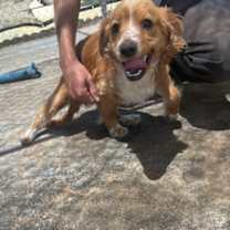 Thumbnail photo of Sunshine-ADOPTED 10/25! #3