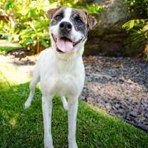 Thumbnail photo of Pop-Tart #4