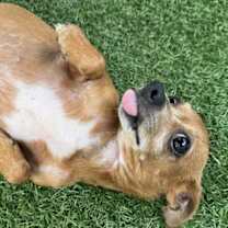 adopt-pet