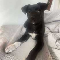 adopt-pet