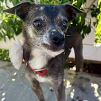 Thumbnail photo of Blanche #2