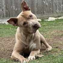 Thumbnail photo of ROCKY #1