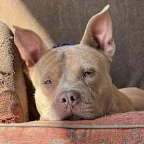 Thumbnail photo of ROCKY #2