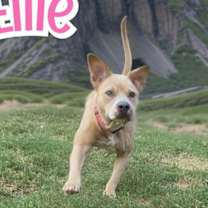 Thumbnail photo of ELLIE #2
