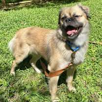 Thumbnail photo of Tiki #1