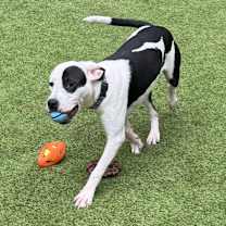 Thumbnail photo of Scout #2