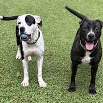 Thumbnail photo of Scout #3