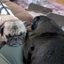 Thumbnail photo of Chucky #2