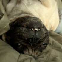 Thumbnail photo of Chucky #3