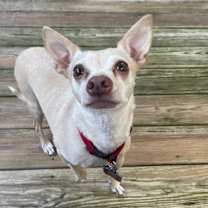 Thumbnail photo of Butter (fka Scooby) #1