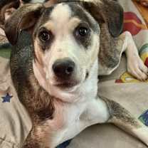 Thumbnail photo of Piggy #1