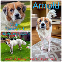 Thumbnail photo of Arnold #3