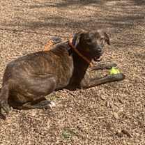 Thumbnail photo of Nova #2